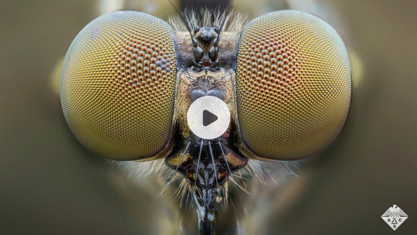 Mosquito Eye Inspires Artificial Compound Lens (Video)