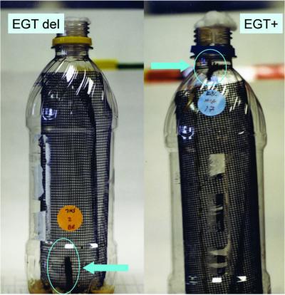 Virus Gene Leads Moths to Tree [IMAGE] | EurekAlert! Science News Releases