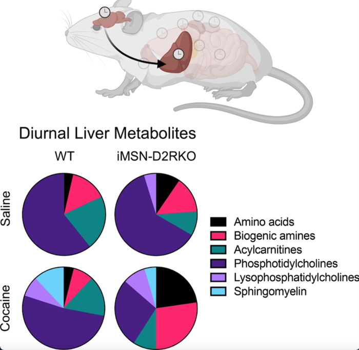 Diurnal Liver Metabolites