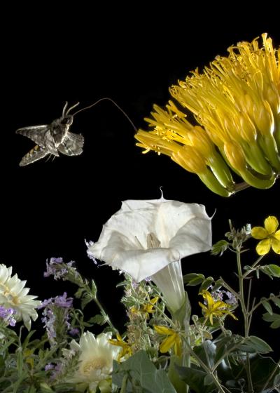Moth Seeks Nectar