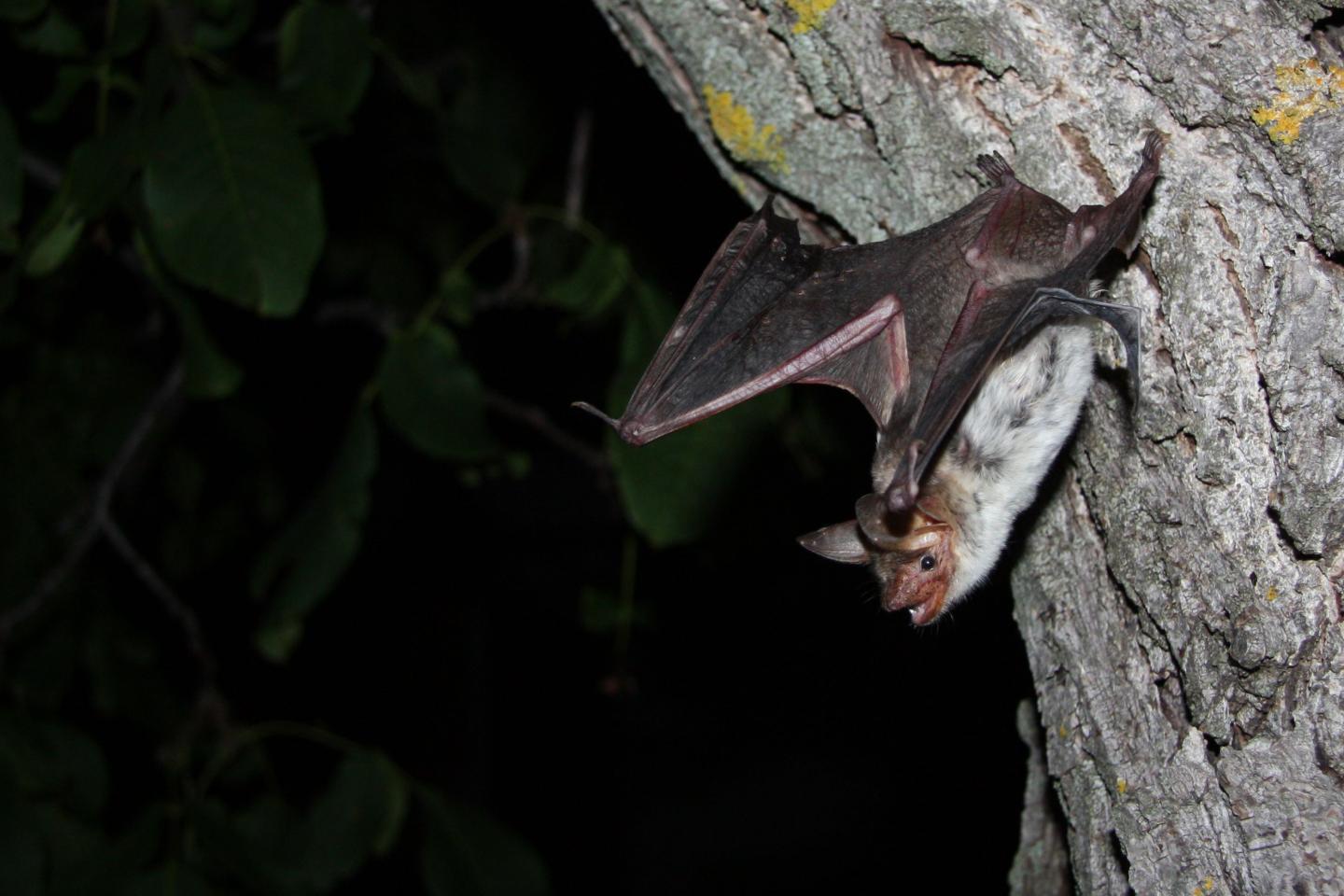 Smooth, Manmade Surfaces Create a "Blind Spot" for Bats Using Echolocation