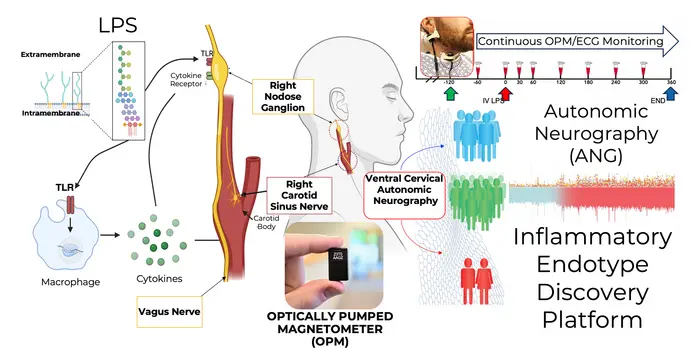 Autonomic Neurography of the Cervical Nerves