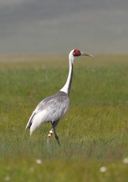 white-naped crane