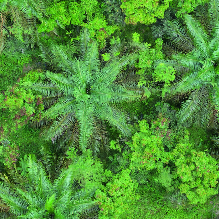 Aerial view of the experiment showing a tree island consisting of indigenous tree species amongst oil palms.