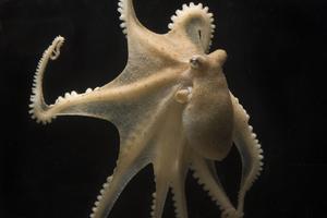 California two-spot octopus (Octopus bimaculoides)