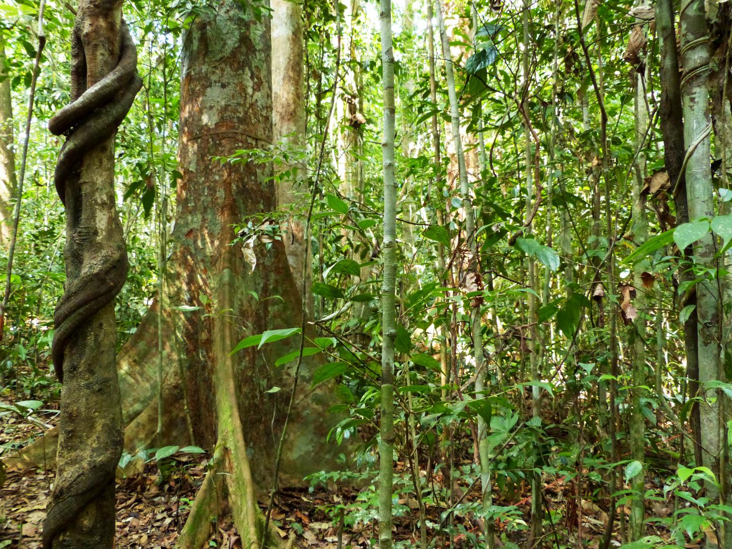 Lowland Rainforest