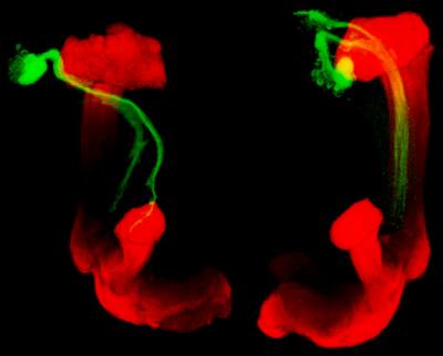 Mushroom Bodies in Adult Fruit Fly Brain