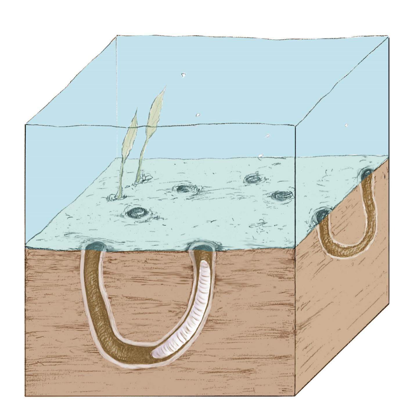 Reconstruction of the Late Ediacaran (ca. 550 Million Years Ago) Sea Floor with Burrows of a Worm-Li