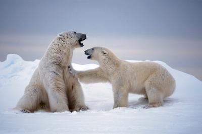Polar Bears