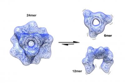 Storage Form (24-mer) and Active Forms of &alpha;B-Crystallin