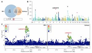 Genomic analysis of specific and shared causal variants between bipolar disorder I and epilepsy