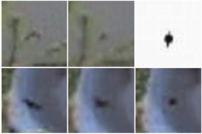 Ivory-billed Woodpecker