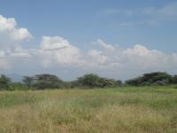 A restored grassland in Baringo County