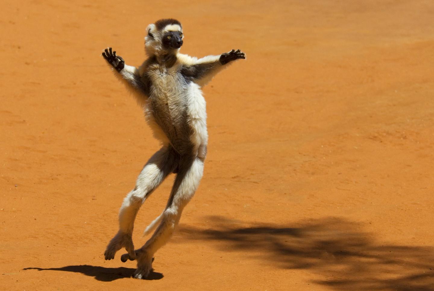 Madagascar Verreaux's Sifaka