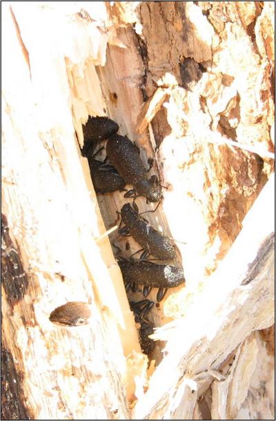 <i>Upis ceramboides</i> (Alaska Beetle) (2 of 2)