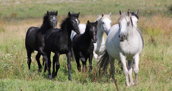 Six shades of grey