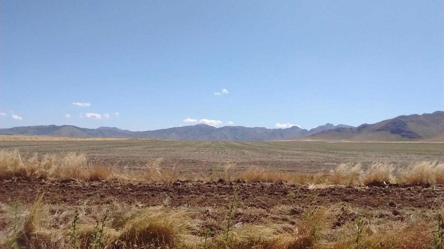 Recently Sown Soybean Field in Argentina.