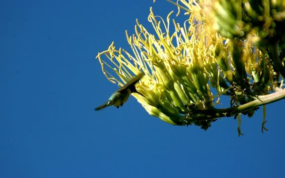 Hovering Over Flowers: Who Does It Better, Hummingbird or Nectar Bat? (6 of 12)