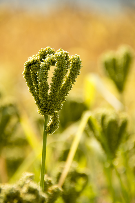 study-shows-millets-can-reduce-risk-of-develo-eurekalert