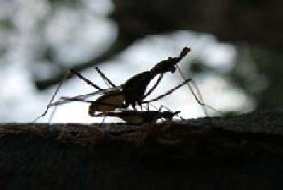 Neriid Flies [IMAGE] | EurekAlert! Science News Releases
