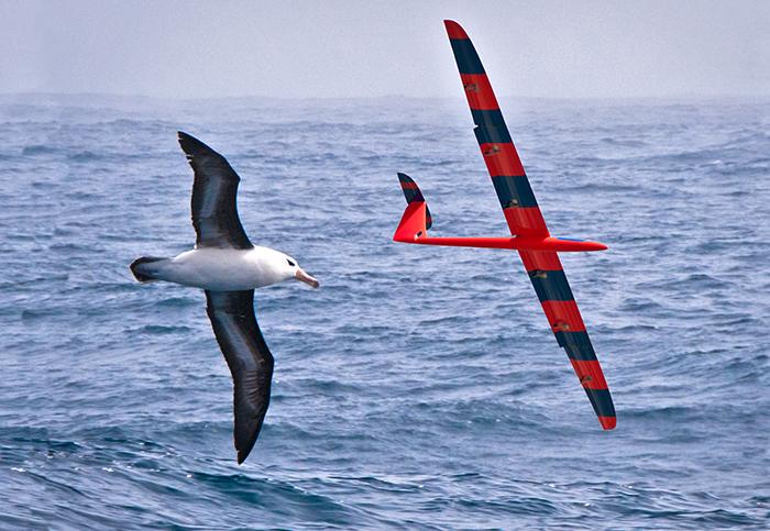 Albatross and UAV