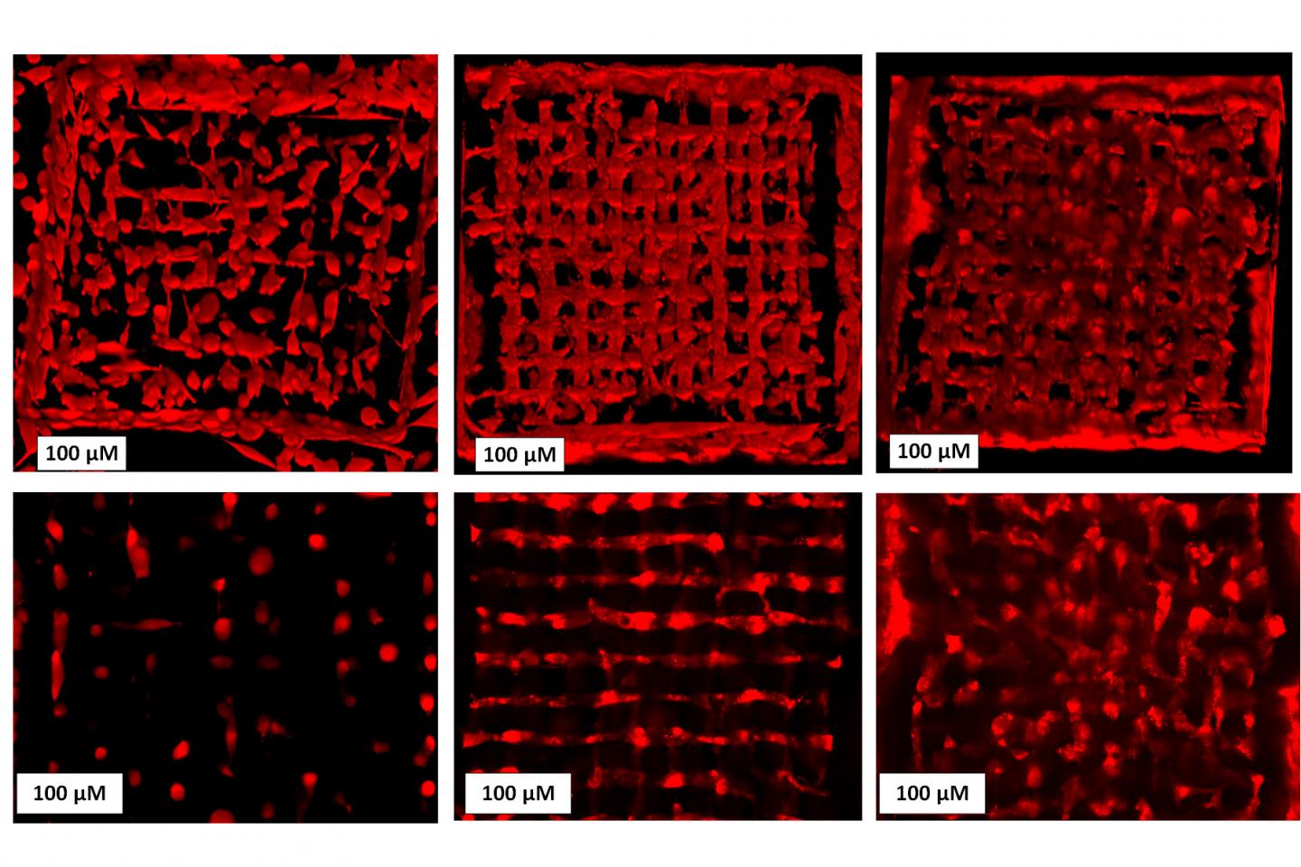 Cells Spreading in a Microstructure