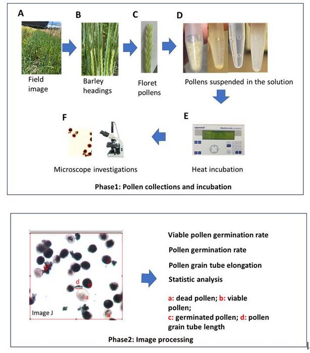 New Protocol Accelerates Heat-Stress screening in Wheat pollens