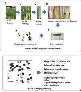 New Protocol Accelerates Heat-Stress screening in Wheat pollens