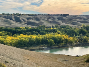 Cottonwood Forest