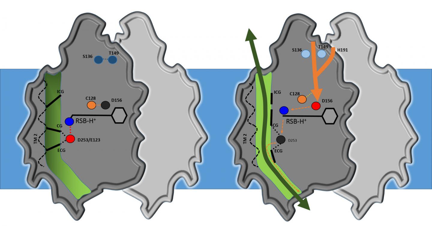 Channelrhodopsin Protein