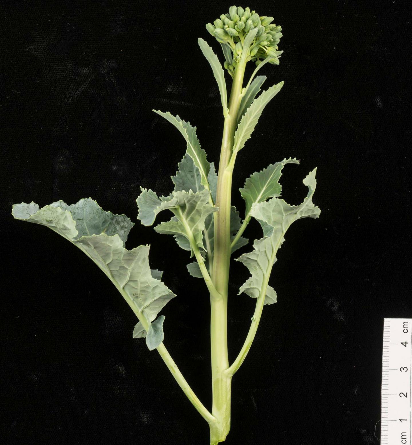 Dr. Irwin's New Line of Broccoli