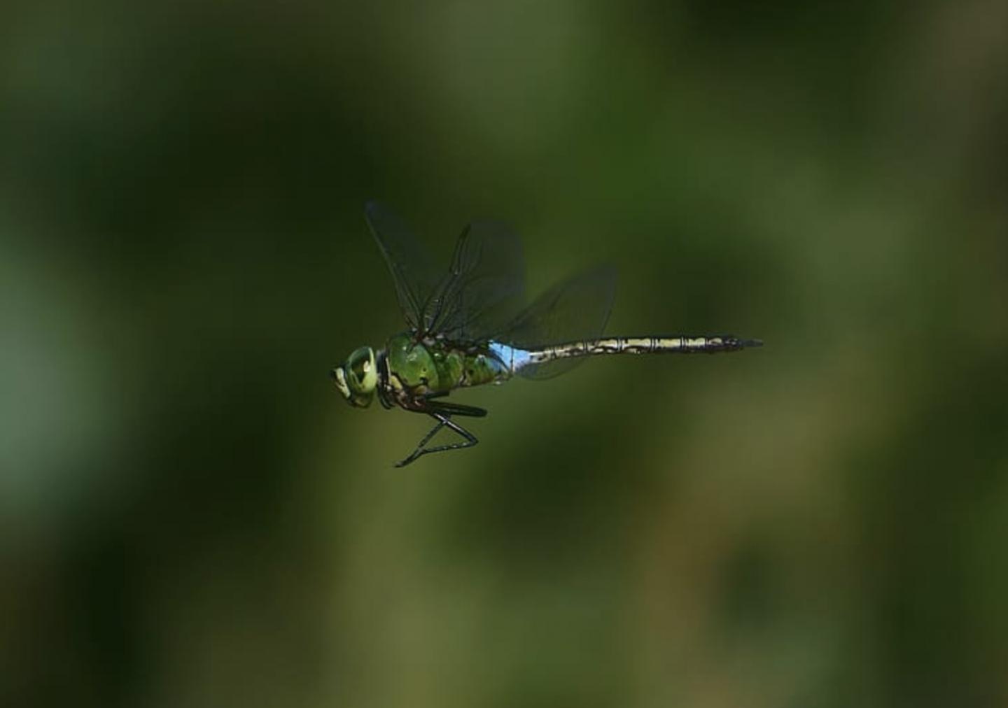 To See a Dragonfly's Wings in Flight Clearly Requires Keen Visual Acuity