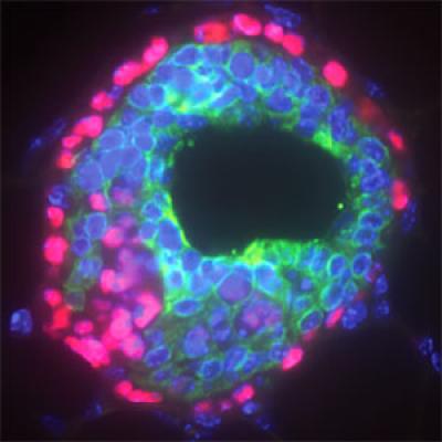 Cross Section of a Pubertal Mouse Mammary Duct