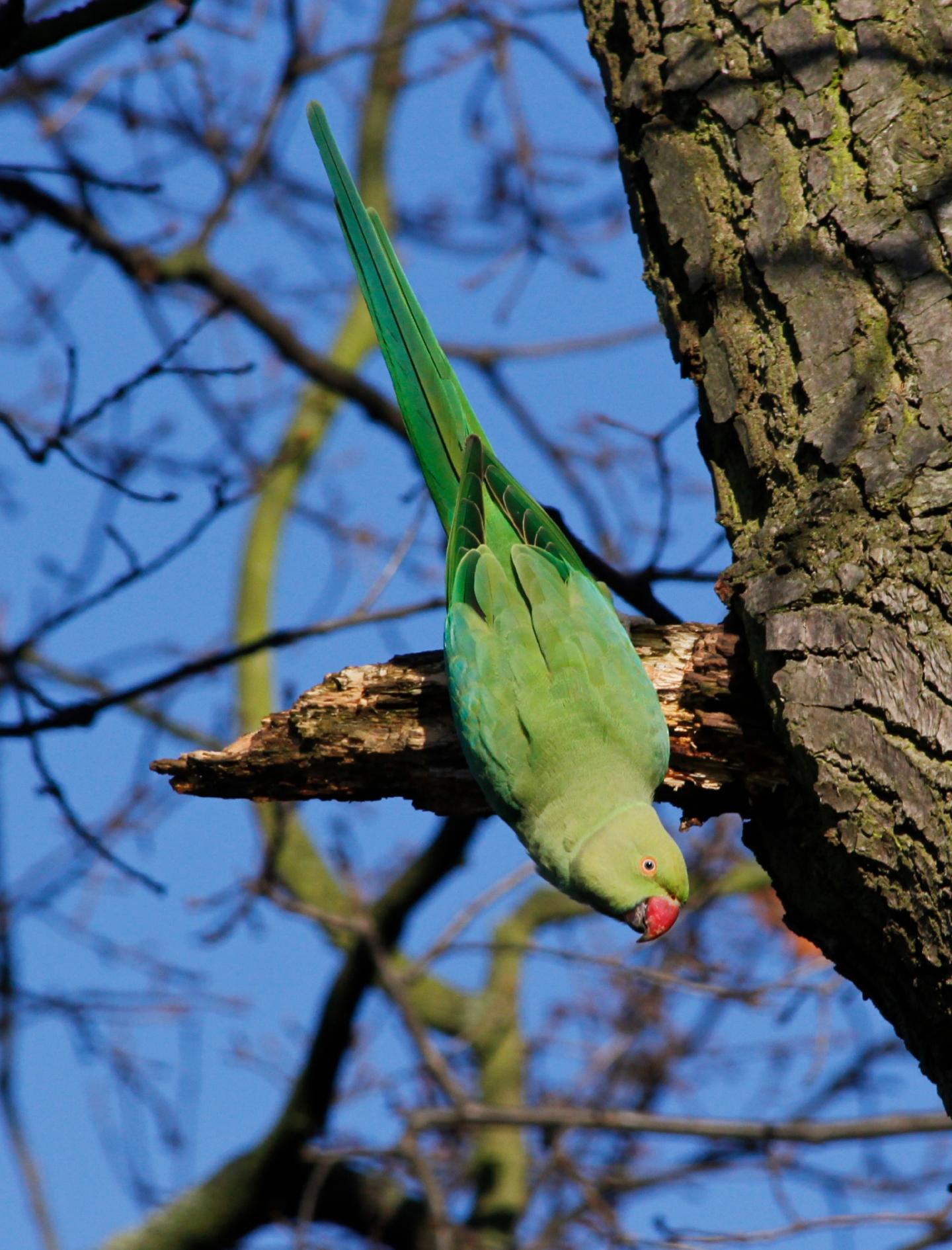 Rose-ringed Parakeet