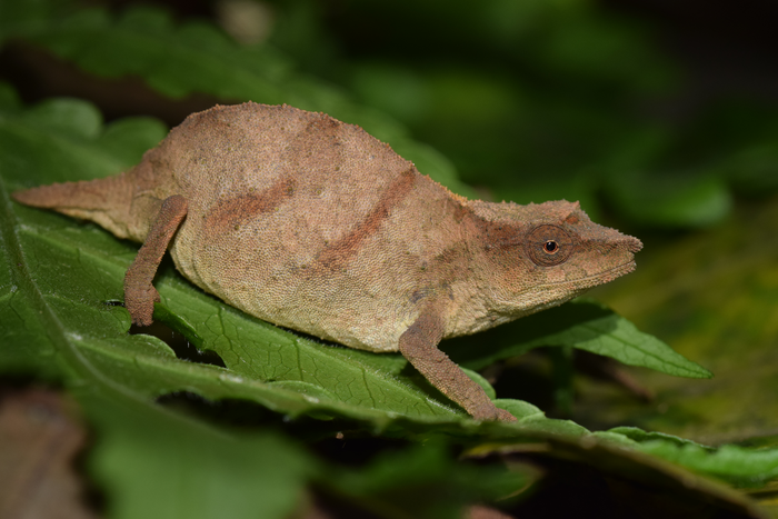Newswise: One of World’s Rarest Chameleons Found Clinging to Survival
