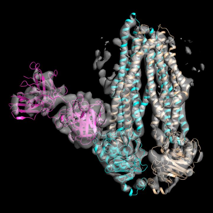 Structure of Asymmetrical ABC Transporter Complex