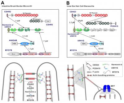 Summary and Comparison of the Tip-Link Protein-Protein Interaction Networks in Brush Border Microvilli and Inner Ear Stereocilia