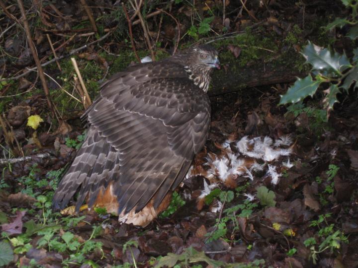 Goshawk on Chicken, Queen Charlotte