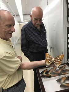 Brian P. Harris at the Smithsonian Institution holding Morpho hecuba
