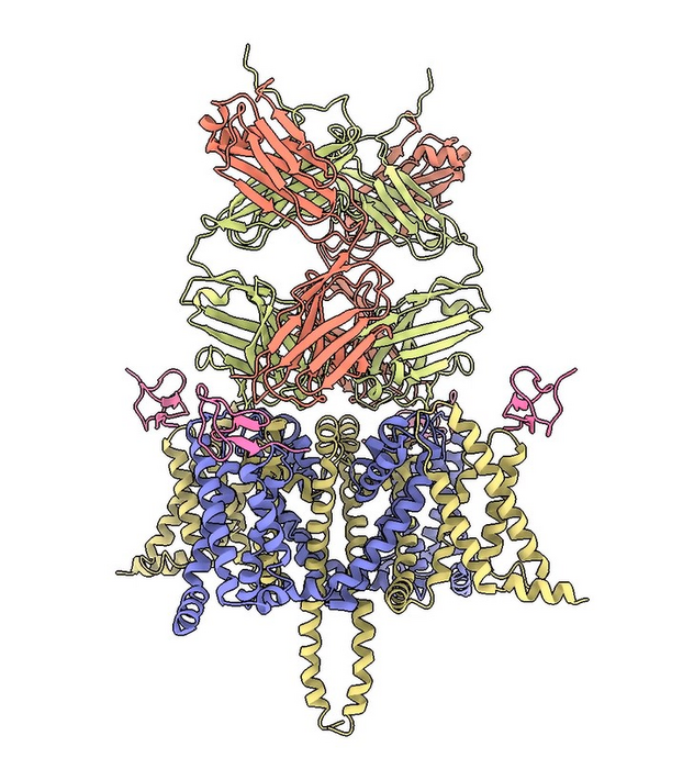 Could monoclonal antibodies replace opioids for chronic pain?