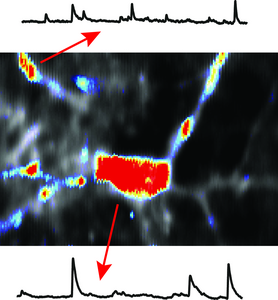 Embryonic Activity