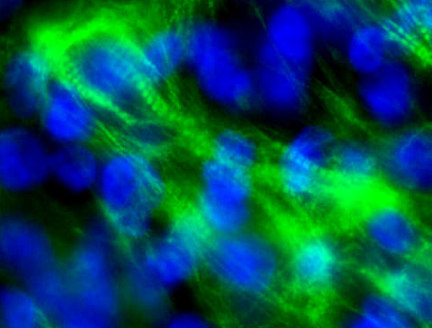 Electrically Conditioned Human Cardiomyocytes.