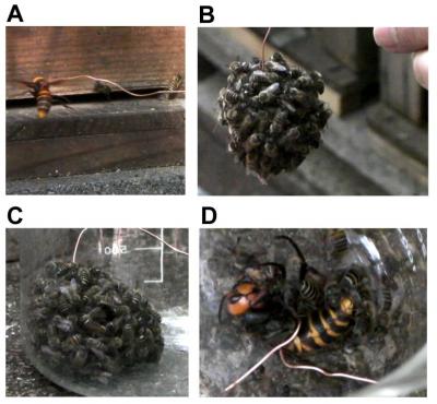 Japanese Honeybees Swarm Huge Hornet Predator to Kill it with Heat