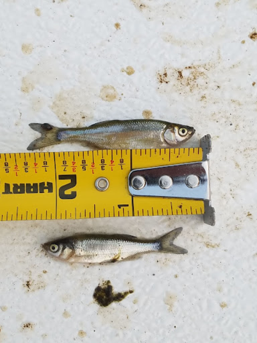 Golden Shiner bait fish with t [IMAGE]