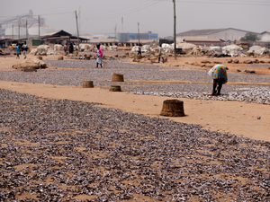 Anchovy being sun dried in Accra, Ghana (James Robinson)