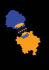 Predicting a Protein's Behavior from Its Appearance