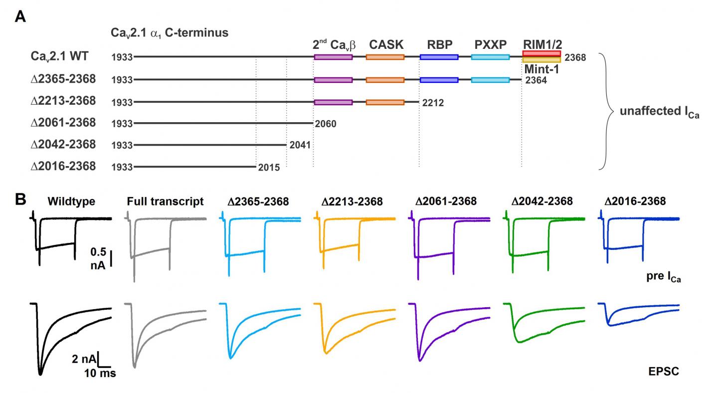 A Novel Role For A C-terminal Region (Amino Acids 2042 And 2061) That Regulates Fast Release