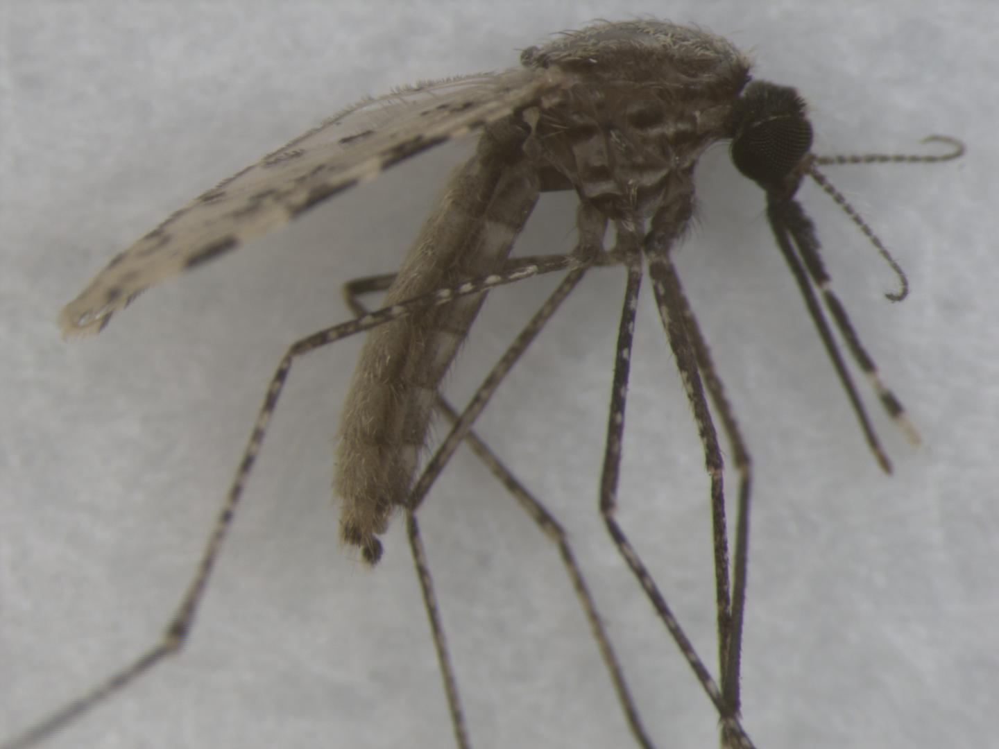Researchers Use Artificial Intelligence to ID Mosquitos