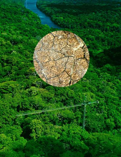 Research Canopy Crane, Parque Natural San Lorenzo