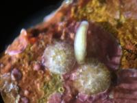 Juveniles and Larva on Coralline Algae